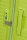 American Tourister DIABLAST SPINNER 68/25 EXP TSA HYPER LIME